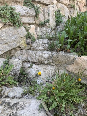 Imatge del event Punt d'observació +Biodiversitat. Les herbes espontànies dels carrers