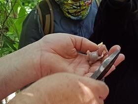 Imatge del event Seguiment de la nidificació d'espècies forestals d'ocells a la Mitjana