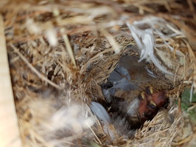 Imatge del event Seguiment de la nidificació d'espècies forestals d'ocells a la Mitjana
