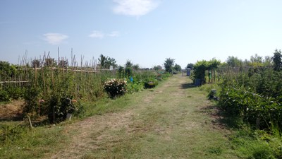 Imatge del event Taller. Hort sense llaurar, gestió del carboni i encoixinats
