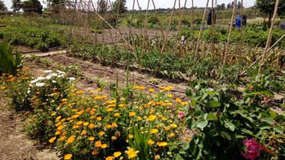 Imatge del event Taller. Les plantes indicadores. De què parlen les plantes del nostre hort?
