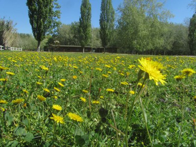 Imatge del event Tallers per a petits naturalistes a la Mitjana - Dilluns: Ioga i Natura