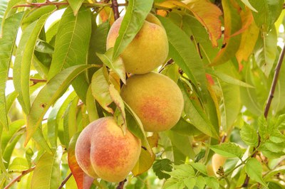 Visita a una finca de producció ecològica a l'Horta de Lleida