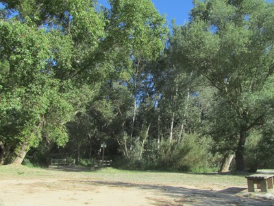 Imatge del event Visita guiada a la Mitjana. El bosc a l'estiu: un refugi climàtic