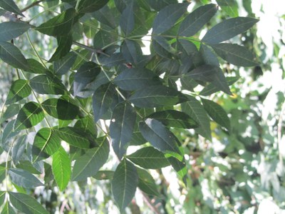 Imatge del event Visita guiada a la Mitjana. Les plantes del bosc de Ribera