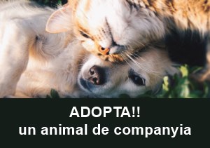 Adopcio animals de companyia