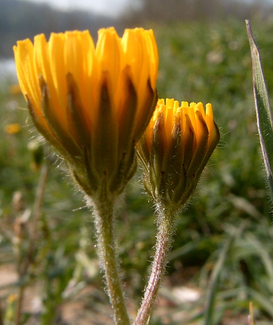 Flor mitjana retallada