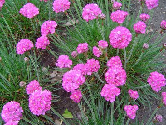 Armeria maritima2