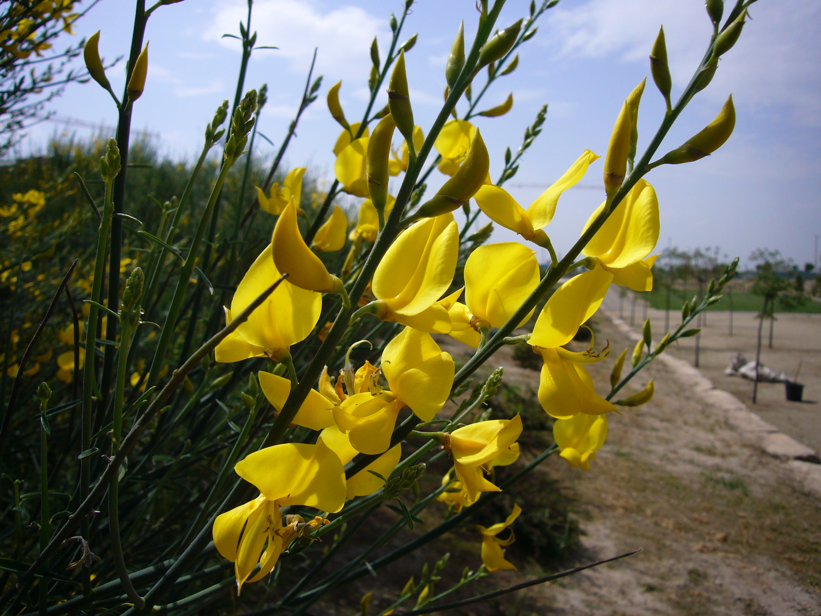 Genista monosperma1