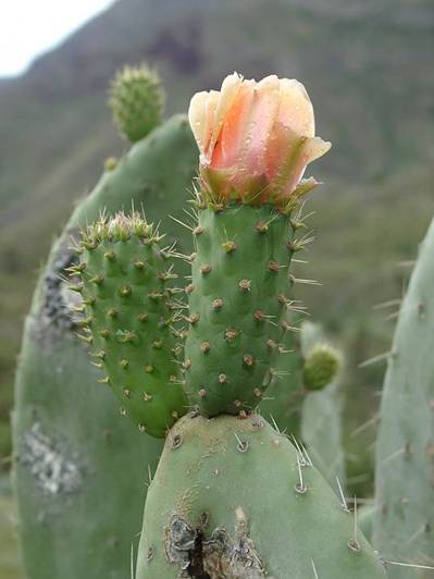 Opuntia ficus-indica1