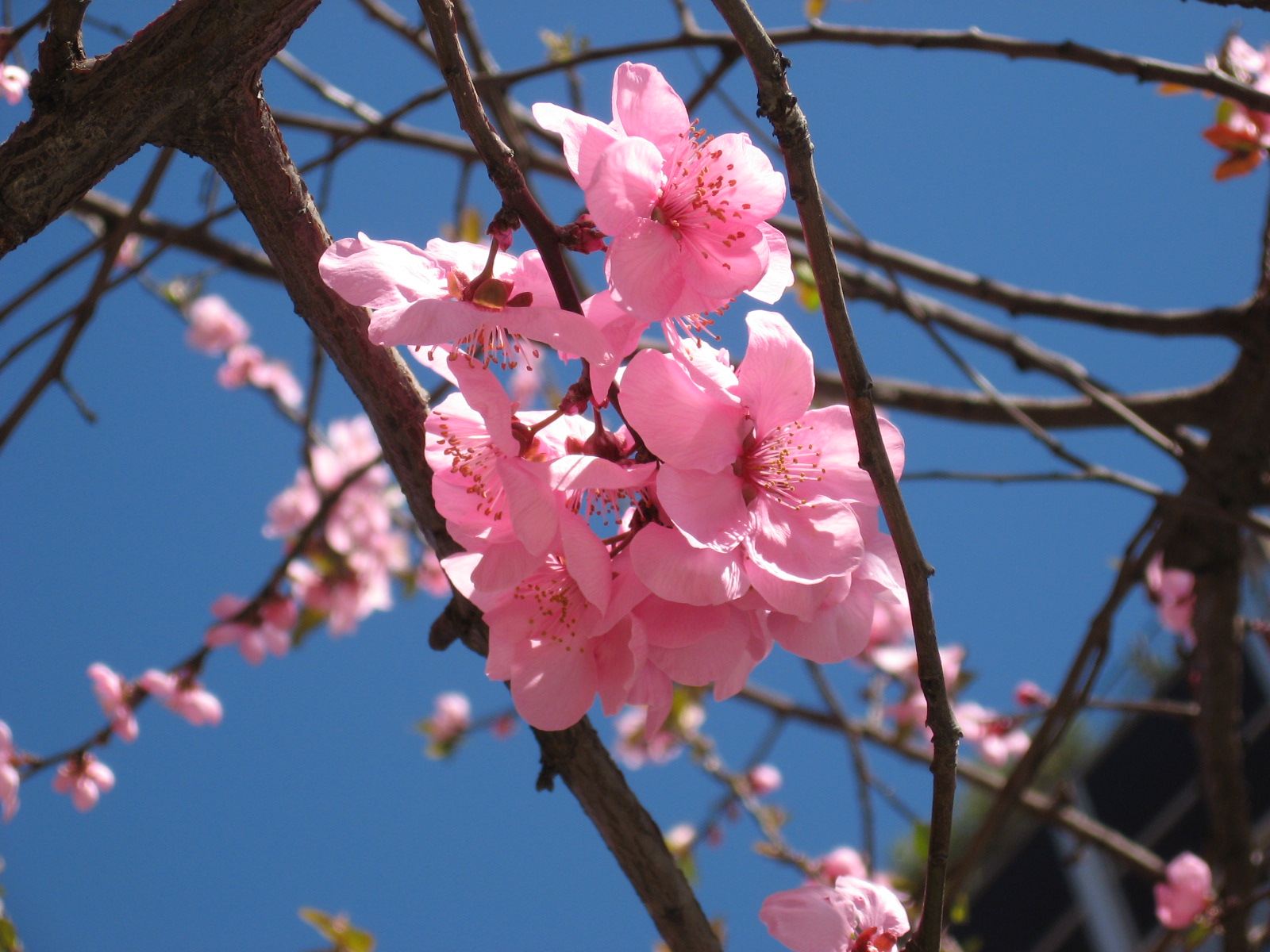 Prunus Blieriana4