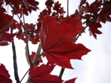 Acer rubrum2