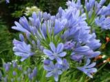 Agapanthus africanus1