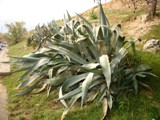 Agave americana2