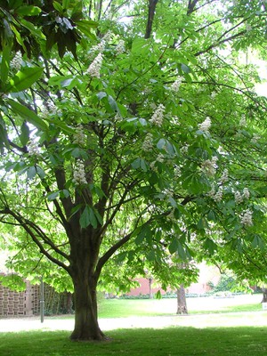 arbre-castanyer