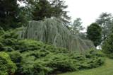 Cedrus atlantica glauca pendula1