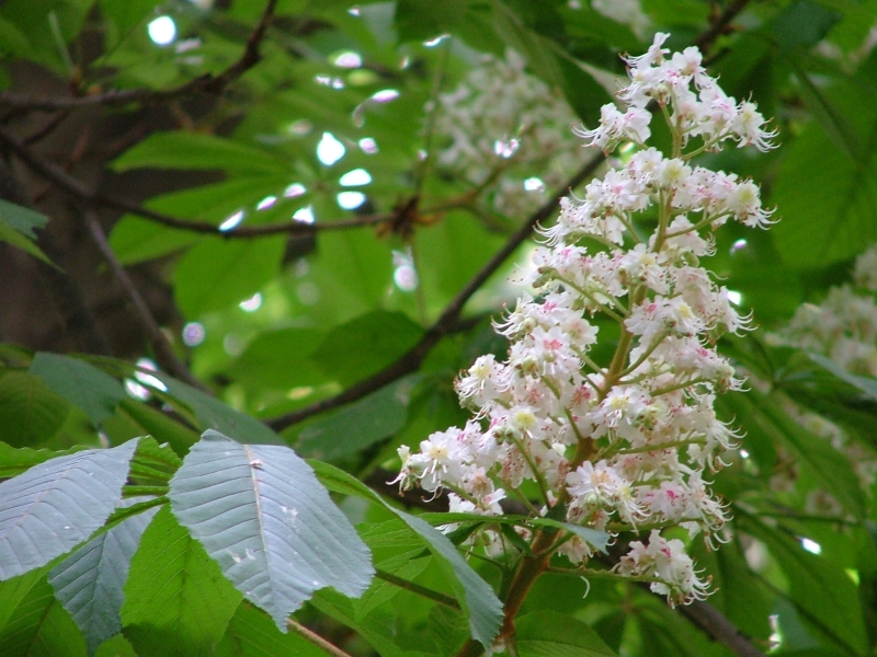 Flor Castanyer