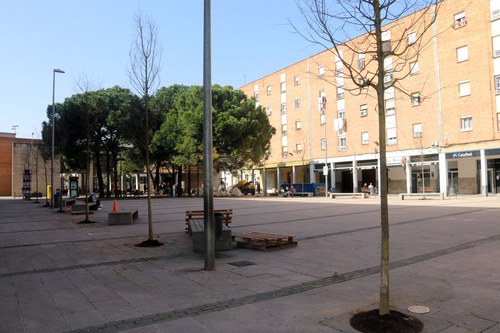 Imatge de la notícia La Paeria renova tot l’arbrat de la plaça de Sant Pere amb 16 lledoners 