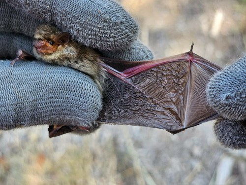 Imatge de la notícia 400 persones a una nova edició de la Batnight, a la Mitjana