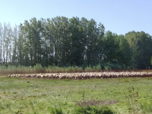 Imatge de la notícia 800 ovelles inicien la pastura als Aiguamolls de Rufea disminuint el risc d’incendi 