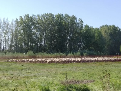 800 ovelles inicien la pastura als Aiguamolls de Rufea disminuint el risc d’incendi 