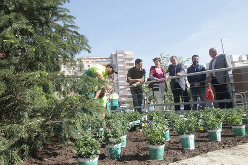 Imatge de la notícia A punt la millora de l'enjardinament de la plaça Ricard Viñes