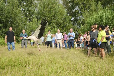 Alliberament als Aiguamolls de Rufea de 16 cigonyes recuperades a Vallcalent