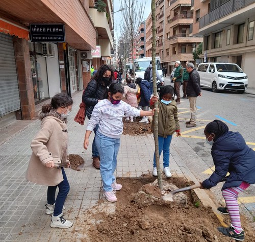 Imatge de la notícia Alumnes de Primària planten arbres als carrers del seu barri 
