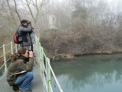 Cens d'aus aquàtiques hivernants a la Mitjana