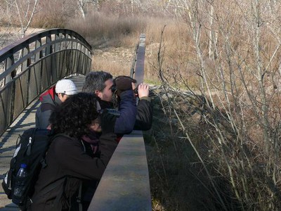 Cens d'Aus Aquàtiques Hivernants al Parc de la Mitjana