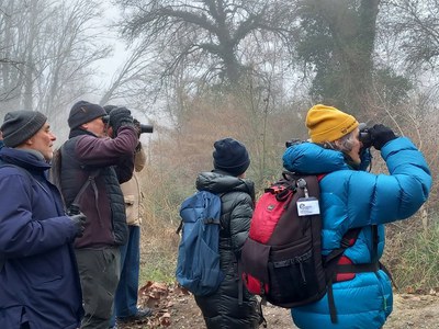 Cens d’ocells hivernants a les zones humides de Lleida