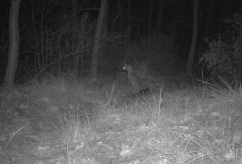 Imatge de la notícia Curs de tècnica fotografica a La Mitjana per a l'estudi de la fauna