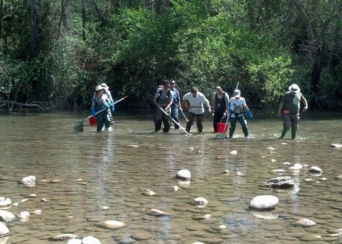 Imatge de la notícia Curs per estudiar i identificar peixos dels rius mediterranis