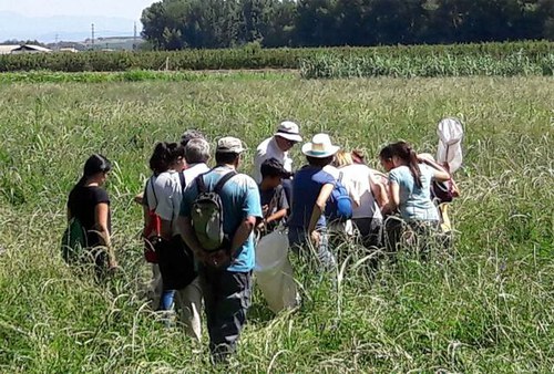 Imatge de la notícia Ecodescoberta sobre els insectes de Lleida