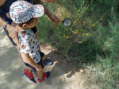 Imatge de la notícia Ecodescoberta sobre els insectes del Parc de la Mitjana 