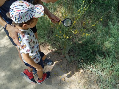 Ecodescoberta sobre els insectes del Parc de la Mitjana 