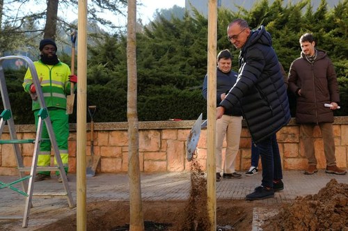 Imatge de la notícia El carrer Salmerón incorpora 23 arbres