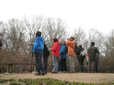 El cens d'aus aquàtiques a la Mitjana registra aquest gener prop de 200 exemplars