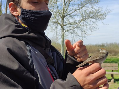 El programa d'Ecoactivitats aprofundeix aquesta primavera en la descoberta de la biodiversitat de Lleida 