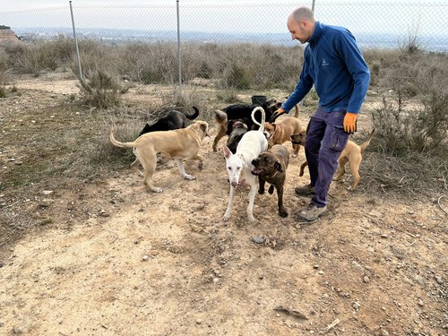 Imatge de la notícia El Refugi dels Peluts posa en marxa la seva nova web, per promoure les adopcions