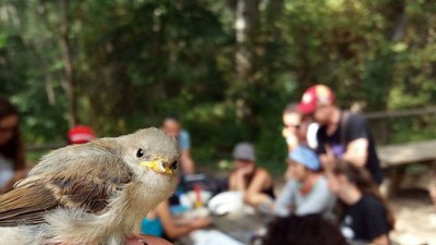 El taller del Parc de la Mitjana anella 36 ocells de 14 espècies diferents en un matí