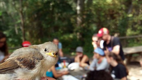 Imatge de la notícia El taller del Parc de la Mitjana anella 36 ocells de 14 espècies diferents en un matí