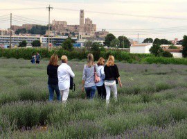 Imatge de la notícia El tinent d’alcalde Fèlix Larrosa posa el projecte d’Aromes de can Rossello de conrear lavanda com a exemple d’innovació, imaginació i futur per l’Horta de Lleida