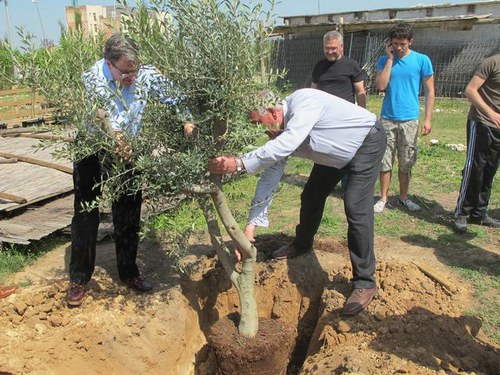 Imatge de la notícia Els veïns de Magraners planten una vintena d'arbres a l'Hangar