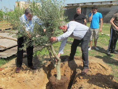 Els veïns de Magraners planten una vintena d'arbres a l'Hangar