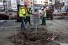 Es planten un centenar d'arbres a la plaça Ricard Viñes