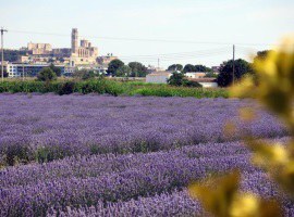 Imatge de la notícia Inici de la campanya de collita de plantes aromàtiques a l’Horta de Lleida