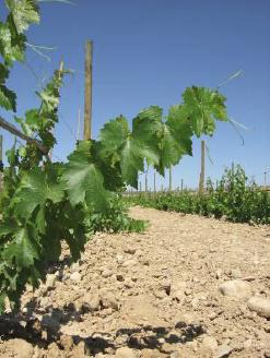 Jornada tècnica de producció ecològica