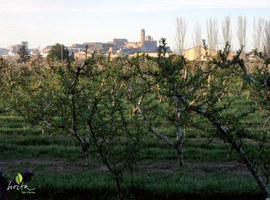 Imatge de la notícia L’Ajuntament de Lleida convoca els Premis Horta de Lleida 2018 