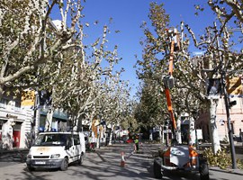 L’Ajuntament de Lleida realitzarà treballs d’esporga en 14.500 arbres amb motiu de la campanya d’hivern 2017/2018